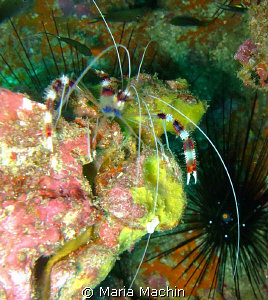 Banded Shrimp at Koh Bon Similans by Maria Machin 